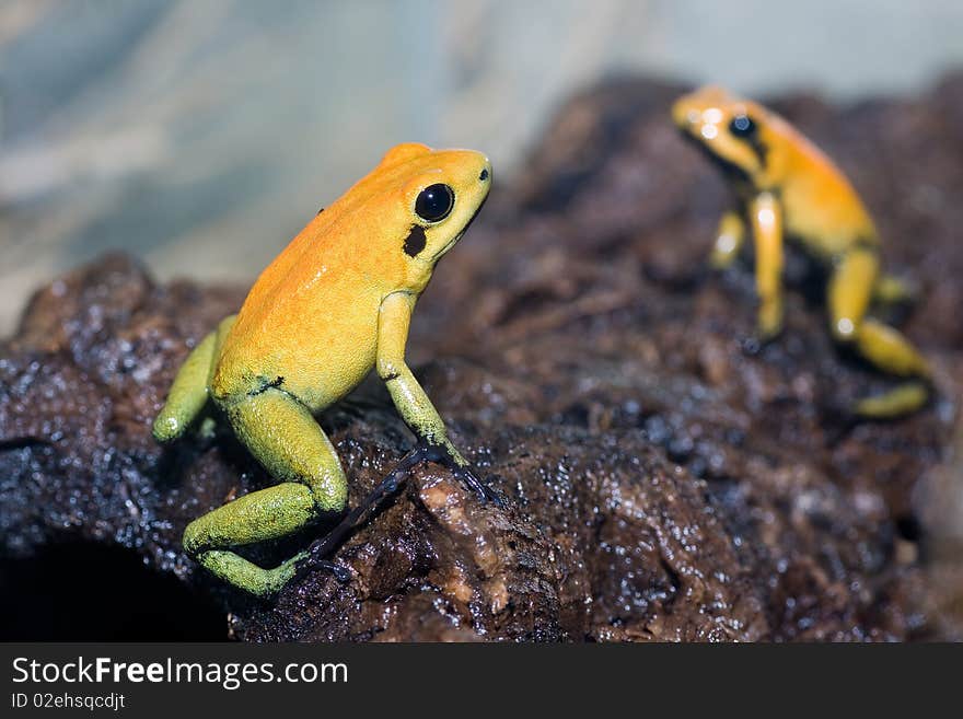 Two black-legged poison frogs, opposite to each other, like a mirror