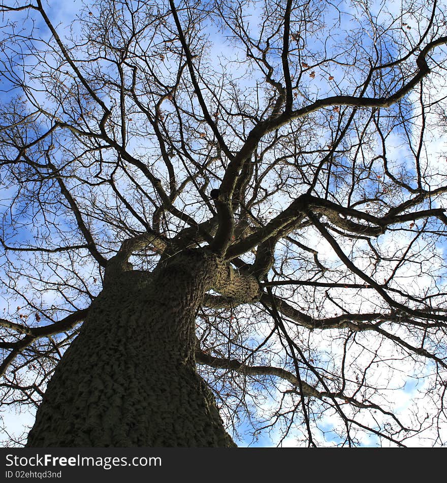 Winters Tree