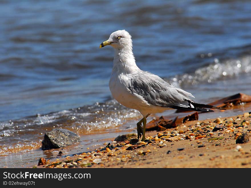 Ring-Billed Seagull standing on a beach. Ring-Billed Seagull standing on a beach.