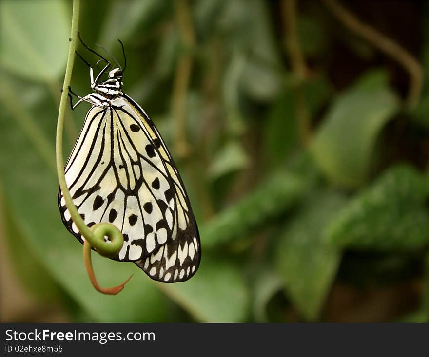 Butterfly on Stem