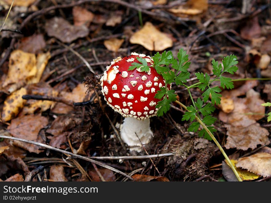 Fly agaric, Red mushroom in wood
