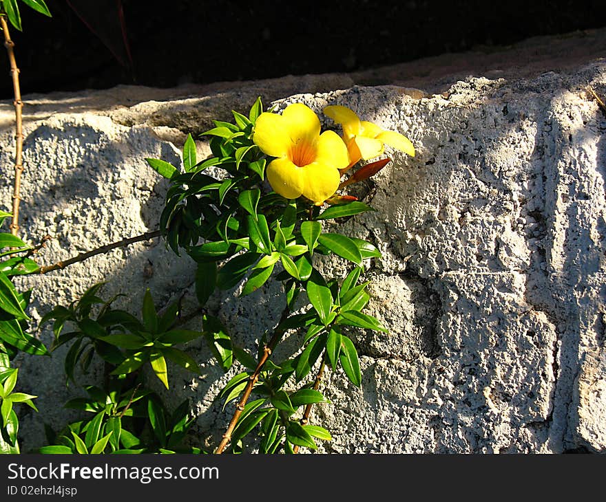 Yellow flowers growing on the side of a ciment wall in Riviera Maya