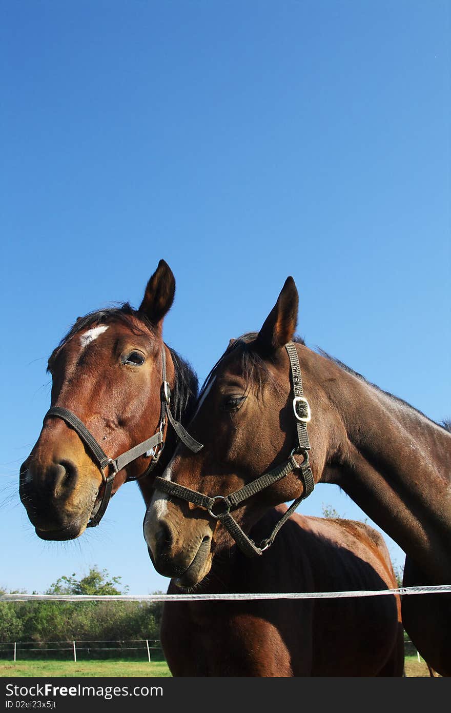 Close-up from a horse in a Hungary economy. Close-up from a horse in a Hungary economy.