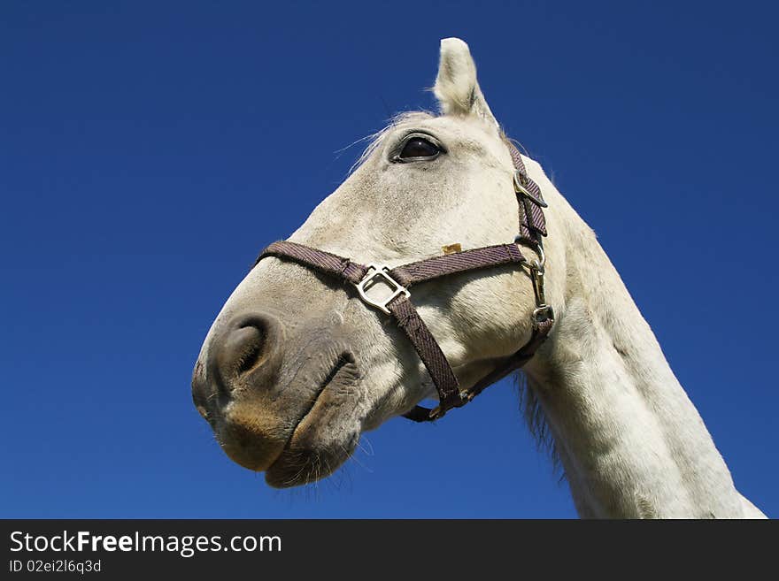 Close-up from a horse in a Hungary economy. Close-up from a horse in a Hungary economy.