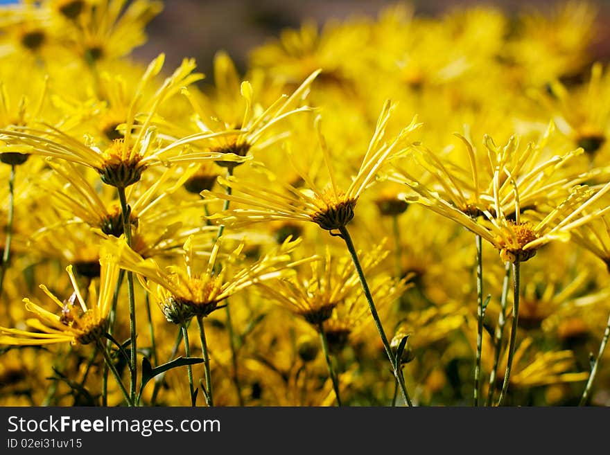 Yellow and orange chrysanthemum - autumn backgorund