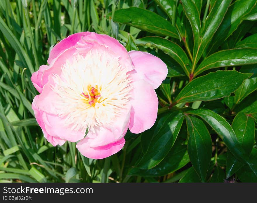 Flower pictured in Powercourt garden. Flower pictured in Powercourt garden