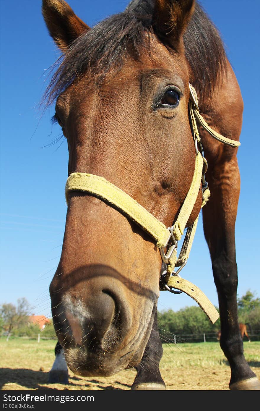 Close-up from a horse in a Hungary economy. Close-up from a horse in a Hungary economy.