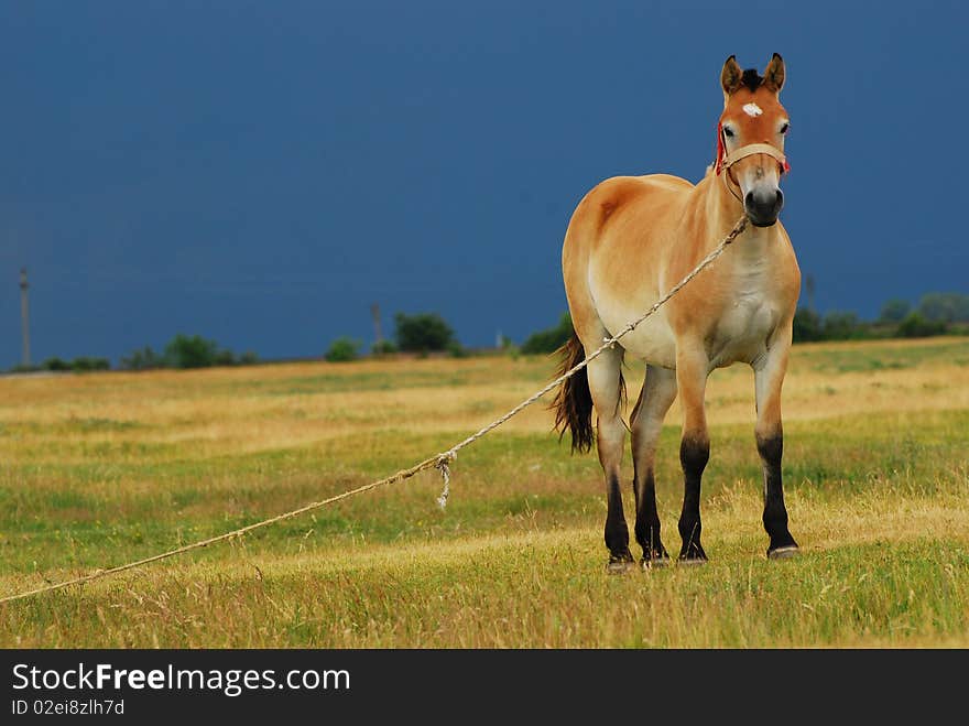 Young beautiful colt at a ranch. Young beautiful colt at a ranch