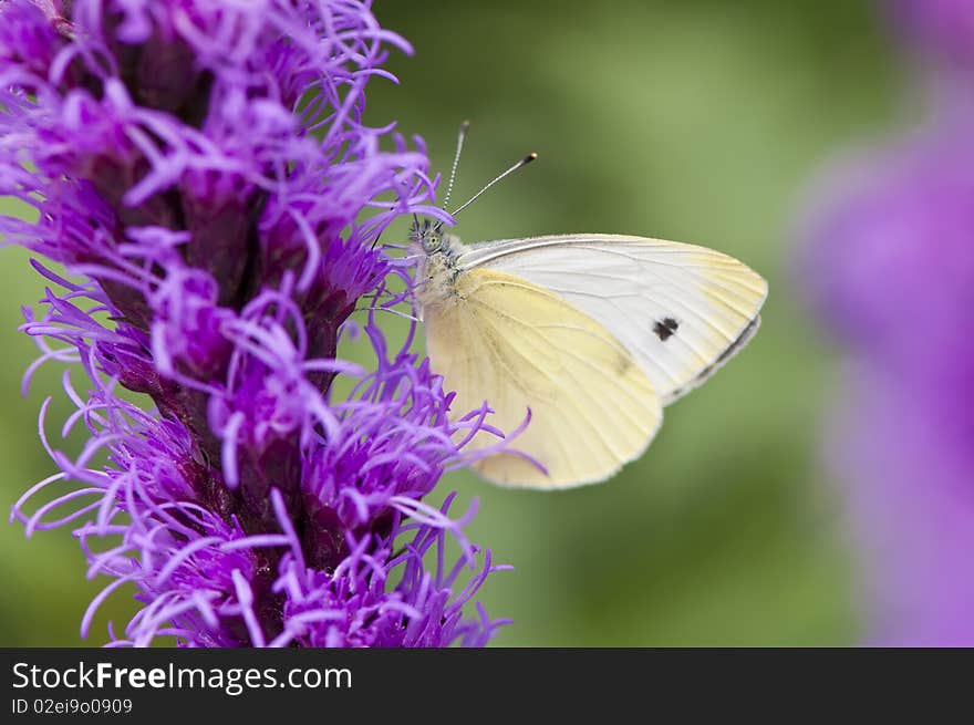 White butterfly on purple flower, summer