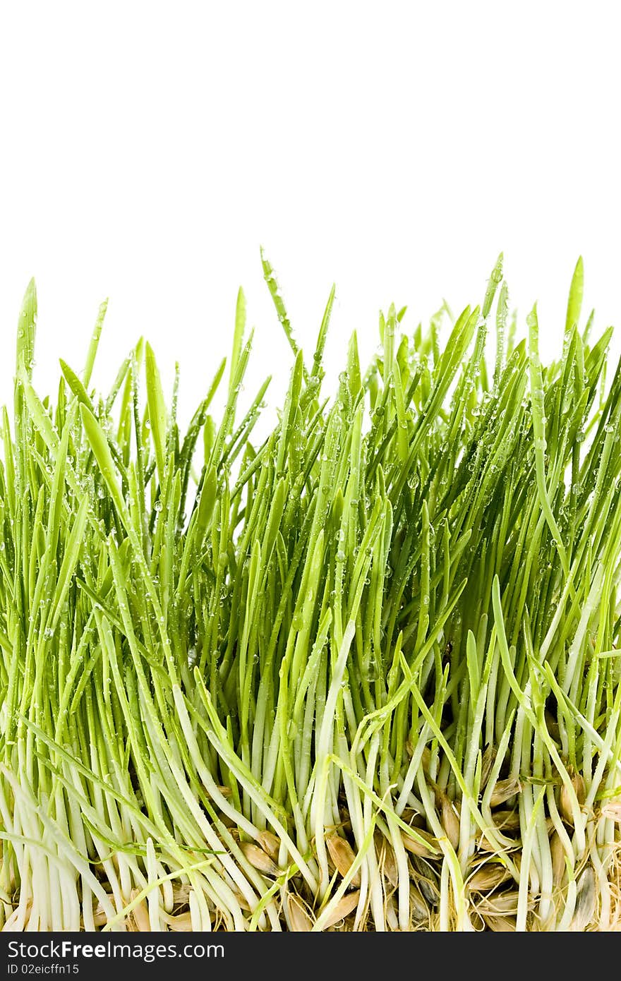 Grass isolated on a white background. Grass isolated on a white background.