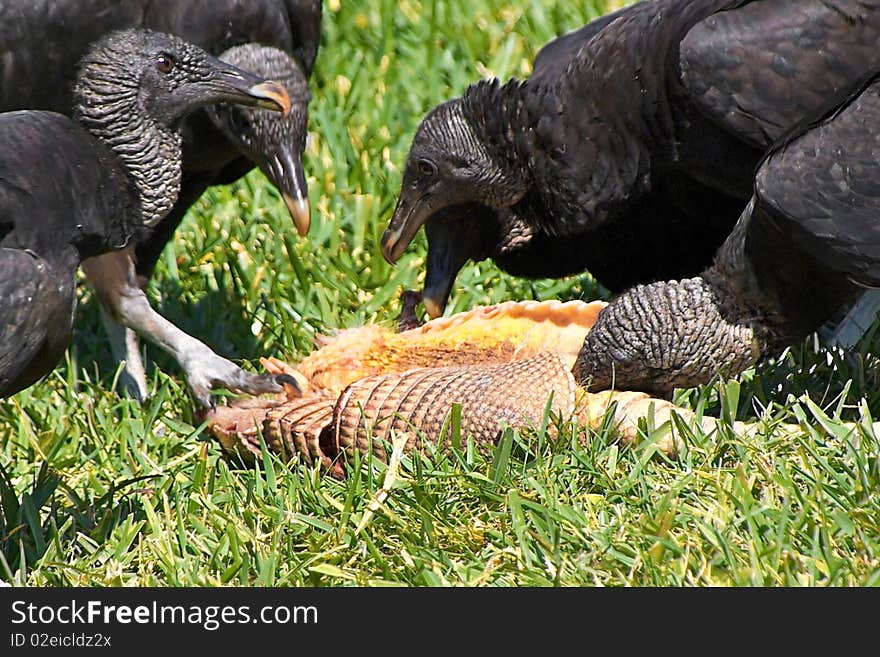 Group of turkey vultures feeding on a armadillo carcass.