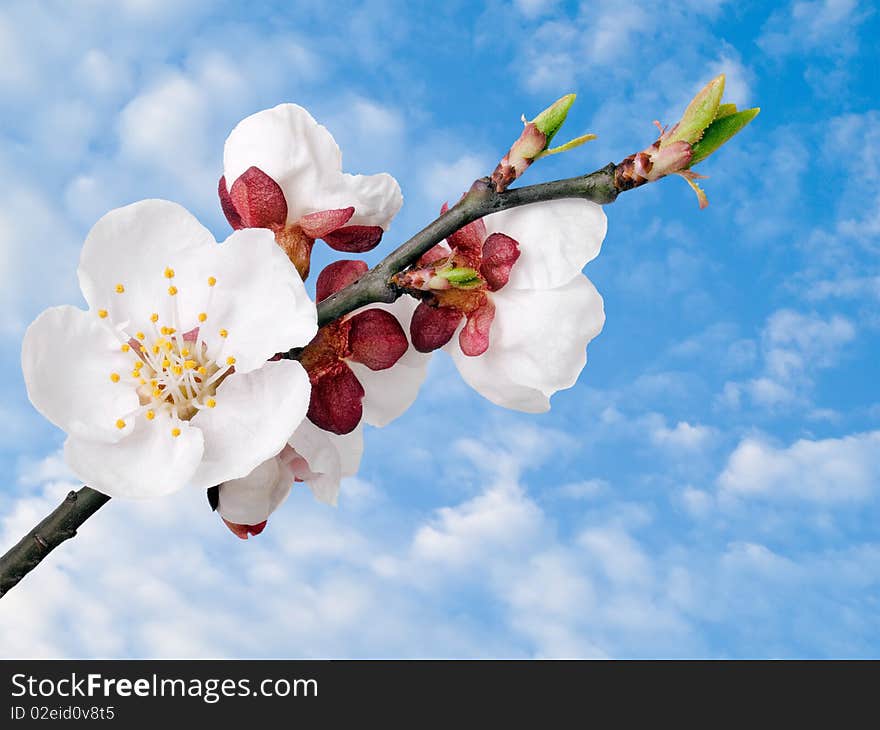 Apricot flower on blue sky background. Apricot flower on blue sky background.