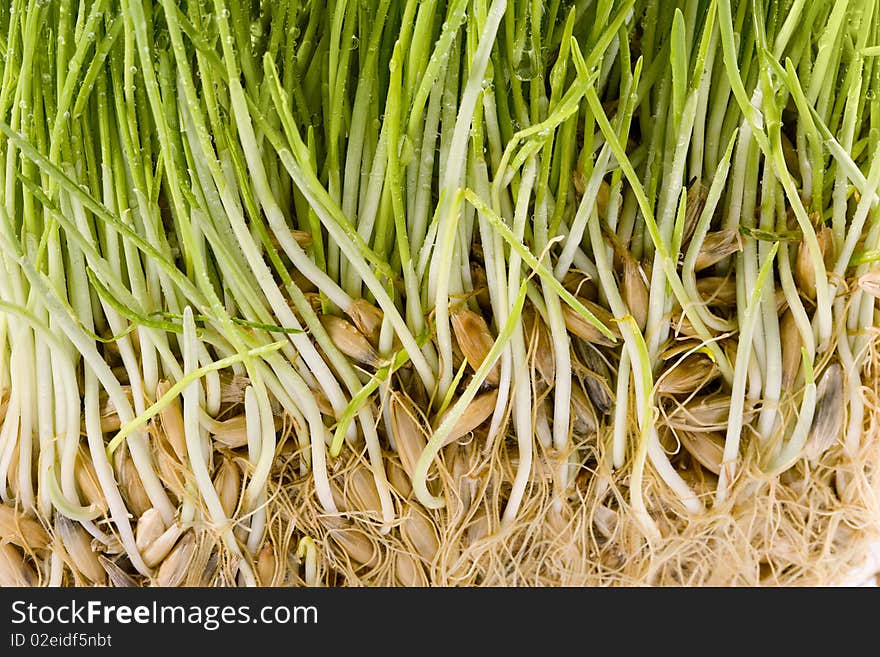 Grass isolated on a white background. Grass isolated on a white background.