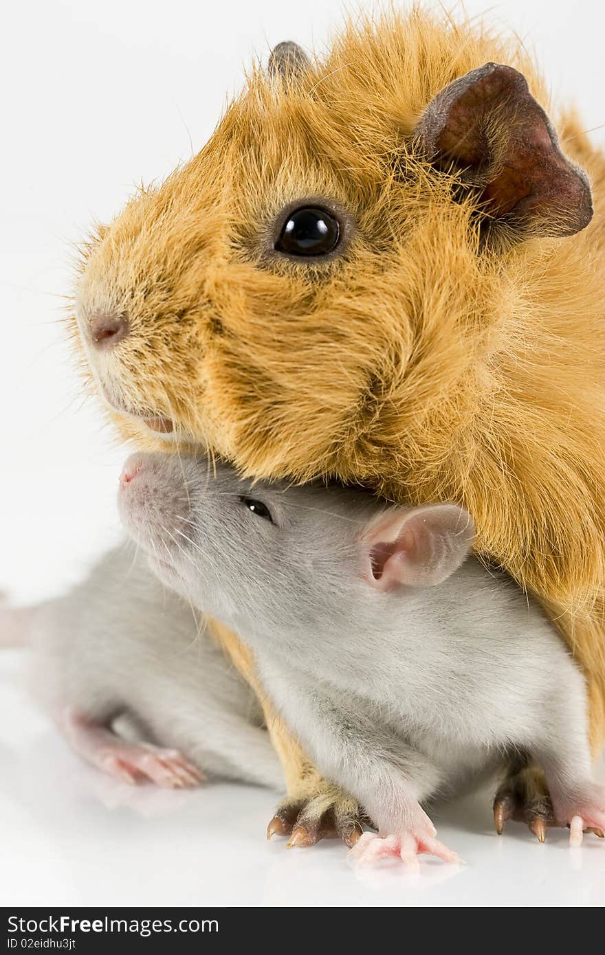 Guinea pig and rat playing on white background. Guinea pig and rat playing on white background