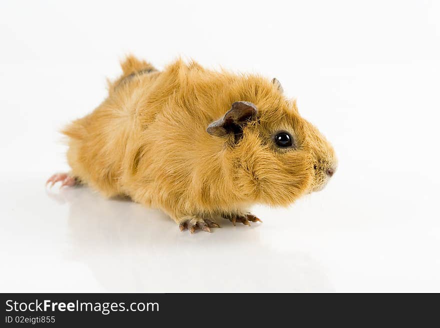 Guinea Pig