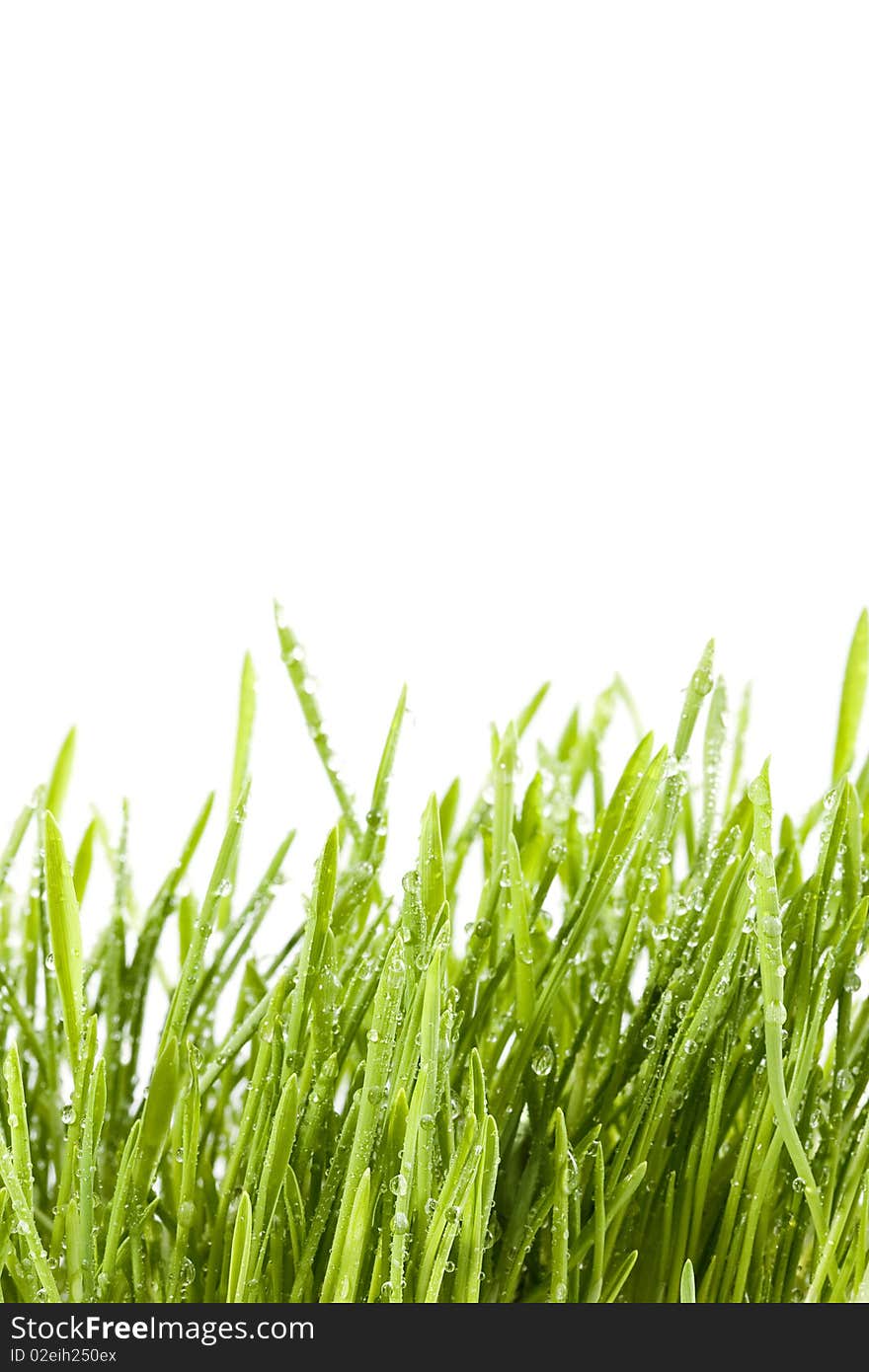 Grass isolated on a white background. Grass isolated on a white background.