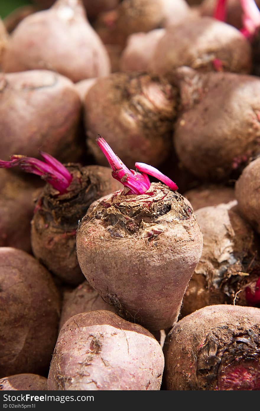 Multiple beet roots basking in the sun.