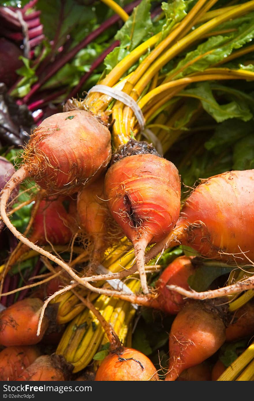 Close up of bunches of orange beet roots basking in the sun. Close up of bunches of orange beet roots basking in the sun.