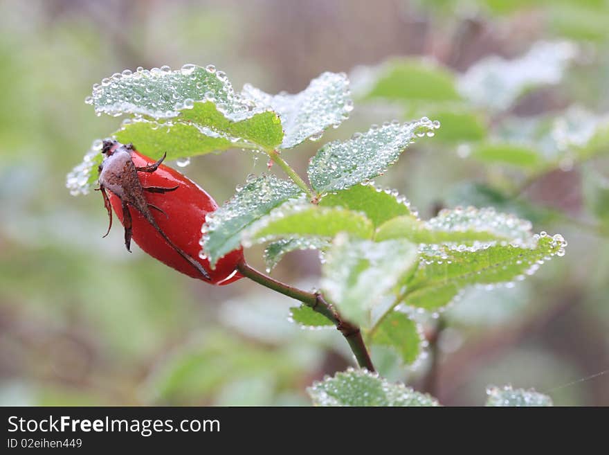 Morning Rose Hip