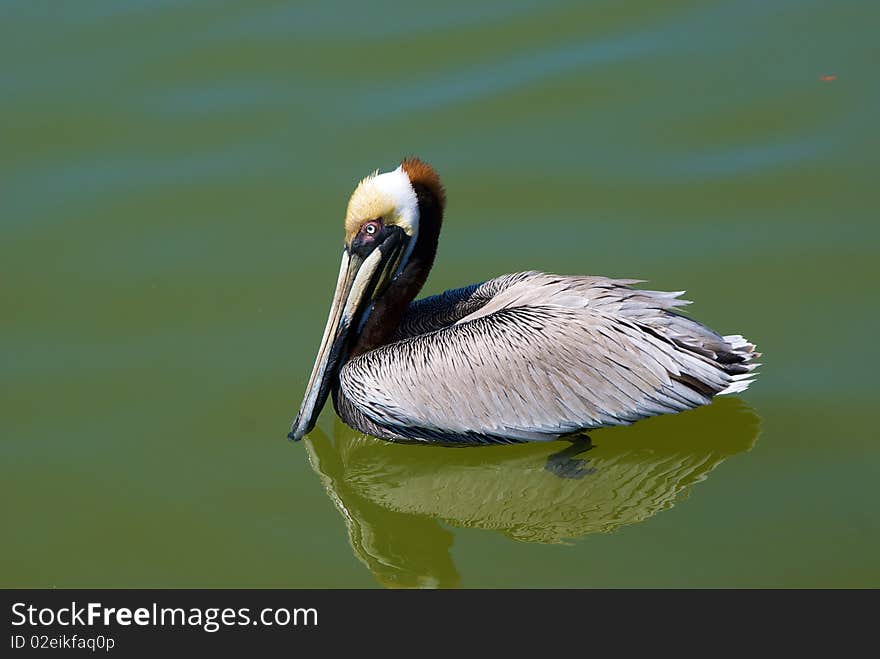 Side view of brown pelican swimming in clear water, feet are visable, florida