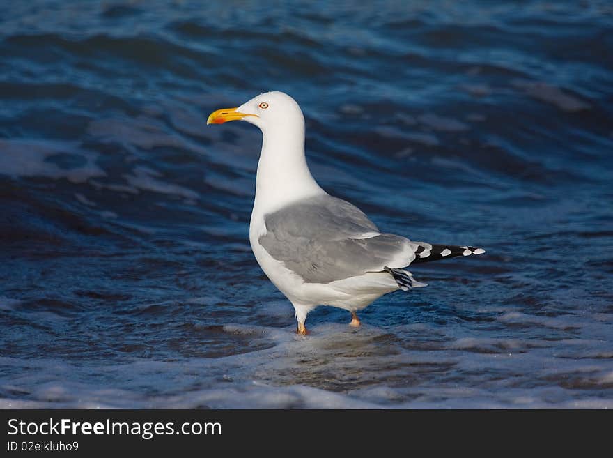 A gull was going malbaden. A gull was going malbaden