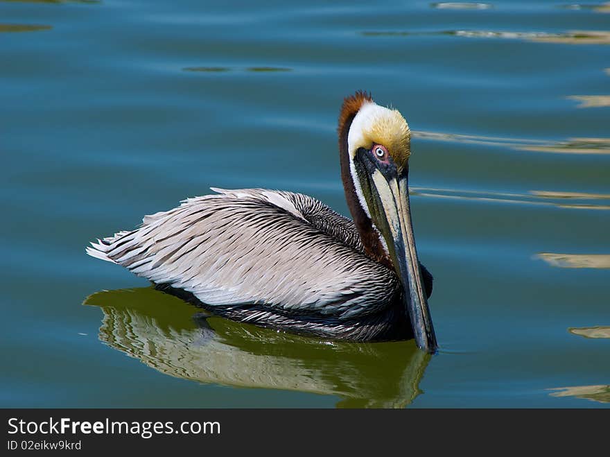 Large pelican swimming