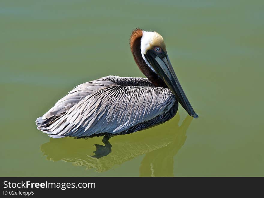 Profile view of brown pelican swimming in clear water, its feet are visable, florida