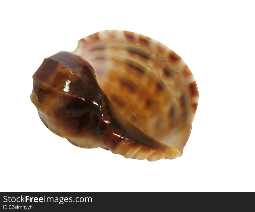 The conch, isolated on a white background