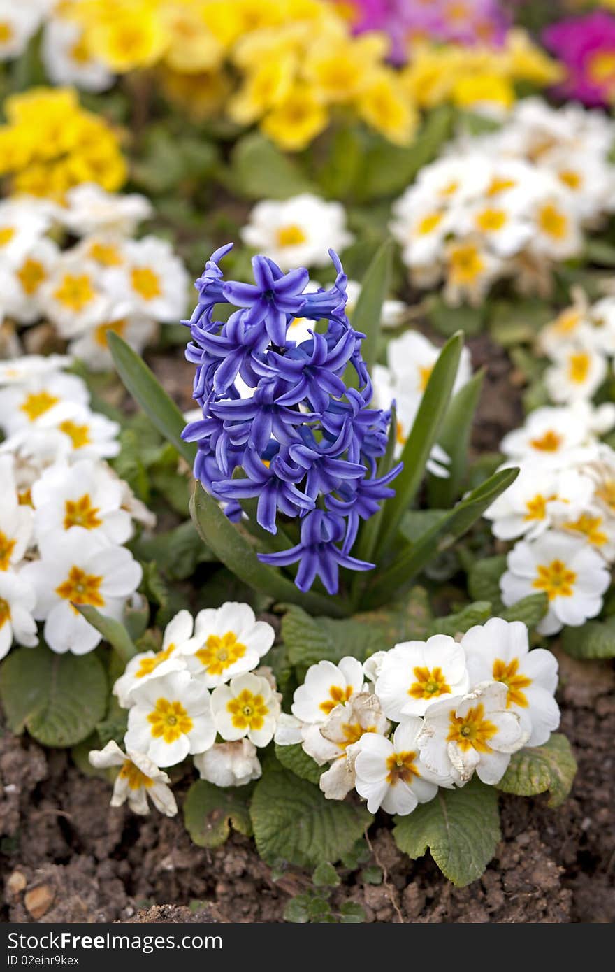 Nursery-garden- a lot of flowers growing