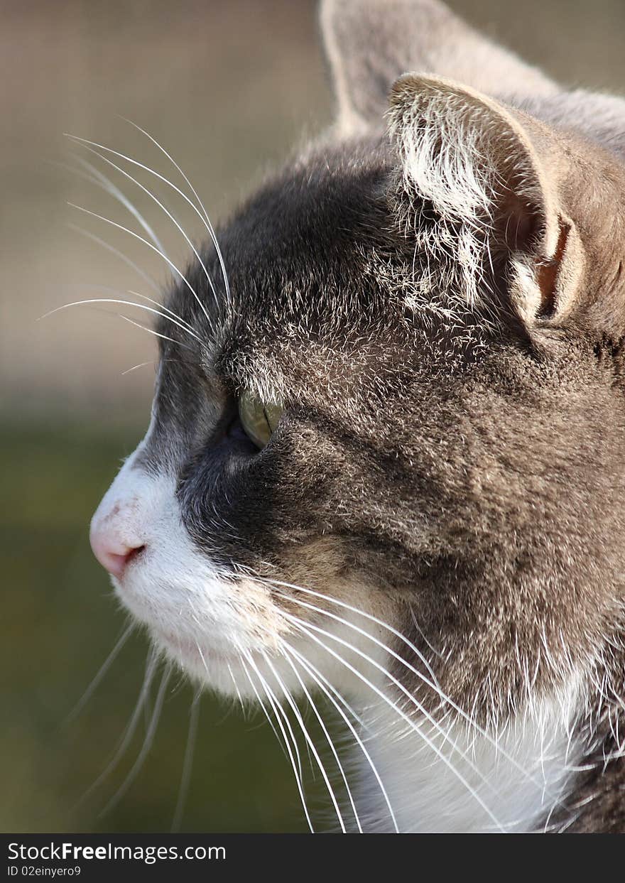 Closeup form a cat ready to catch a mouse. Closeup form a cat ready to catch a mouse.