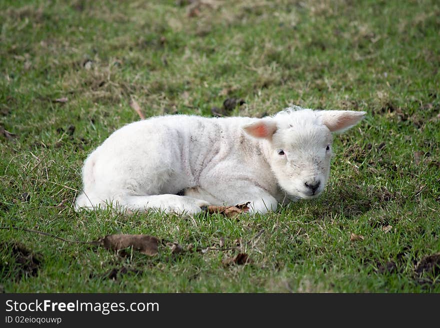 Newborn Lamb laying in grass in the early sun