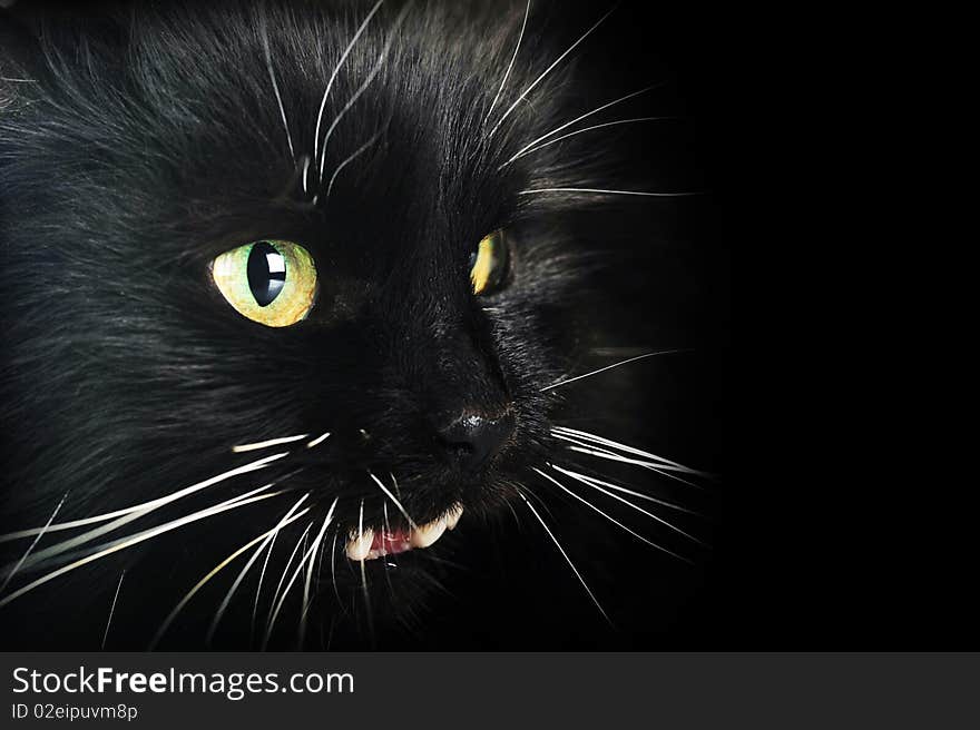 Close up portrait of angry  black cat