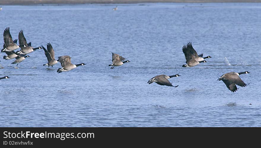 Canadian geese flying above the water. Wildlife scene. Canadian geese flying above the water. Wildlife scene.