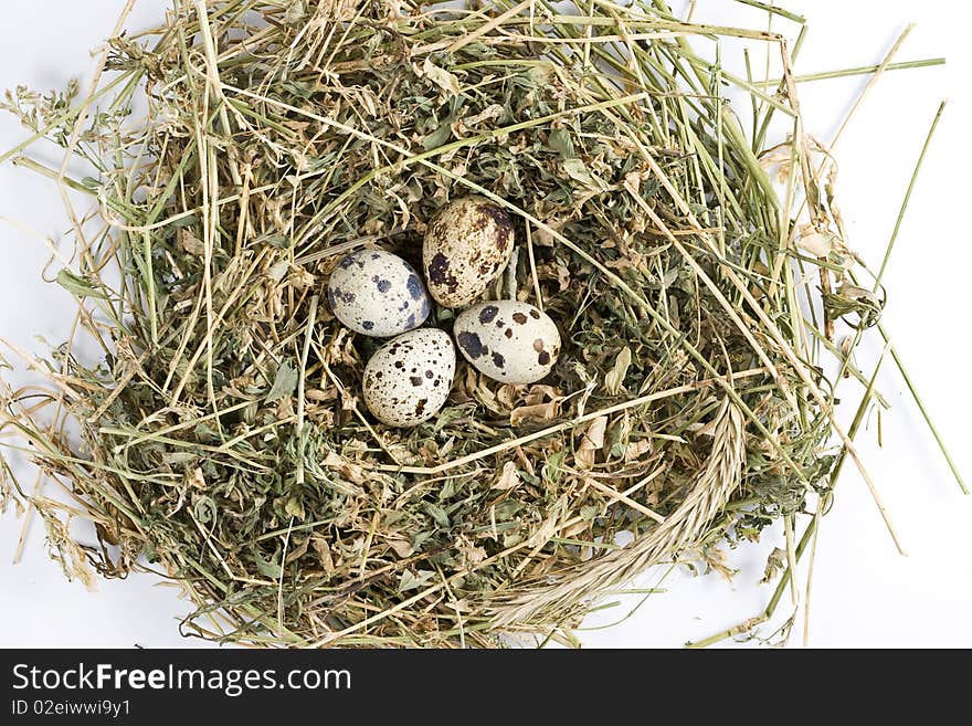 Quail eggs in a nest