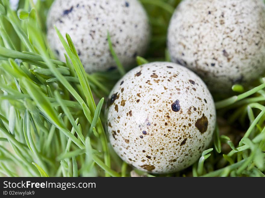 Quail Eggs In Grass