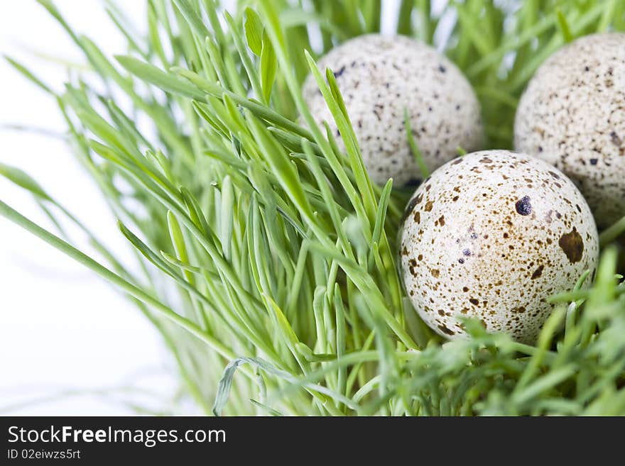 Quail Eggs In Grass