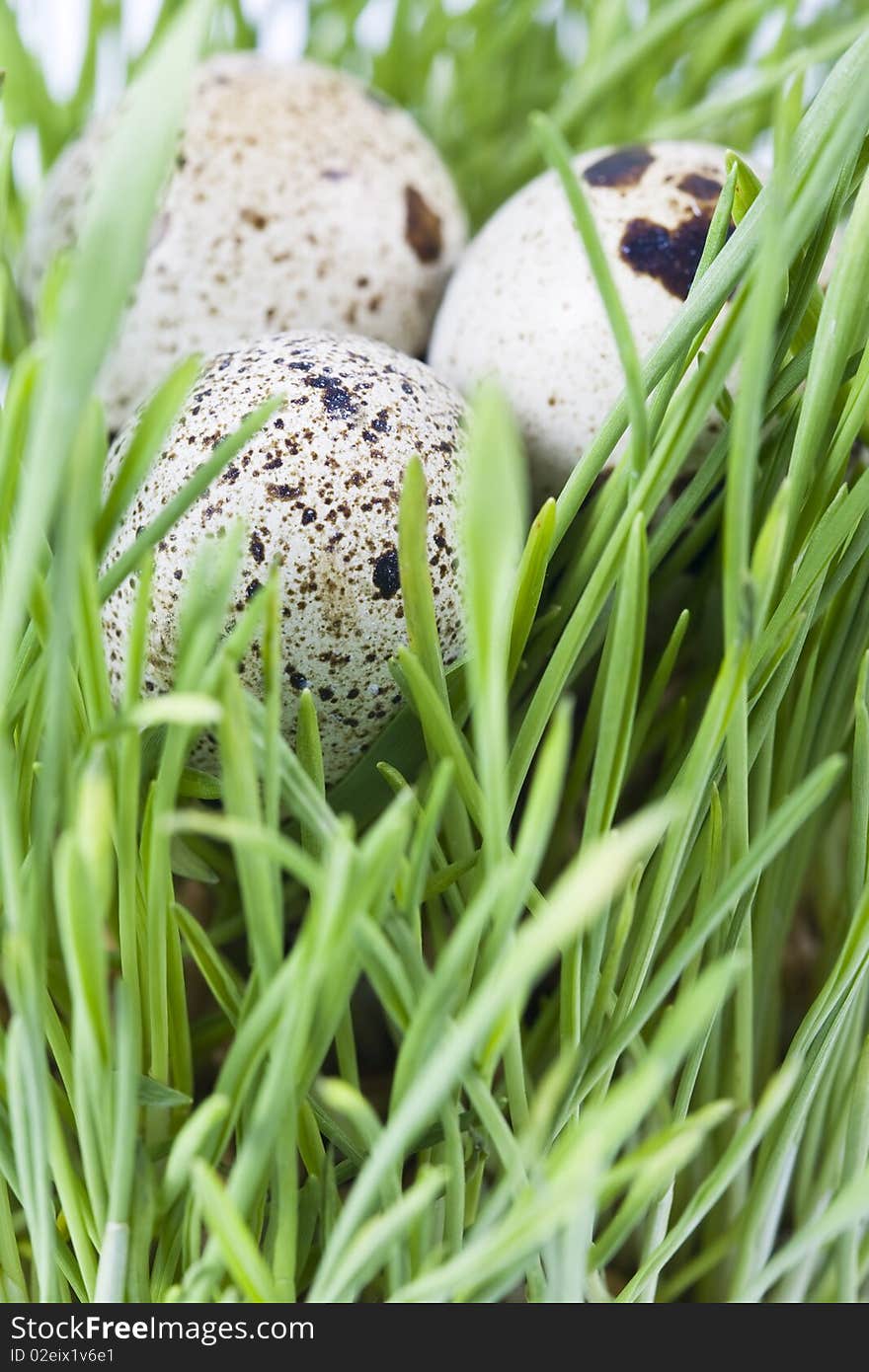 Quail eggs in green grass. Quail eggs in green grass