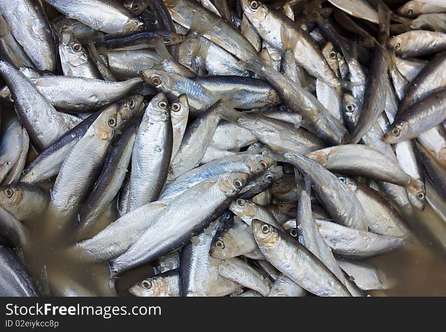 Sardines in brine