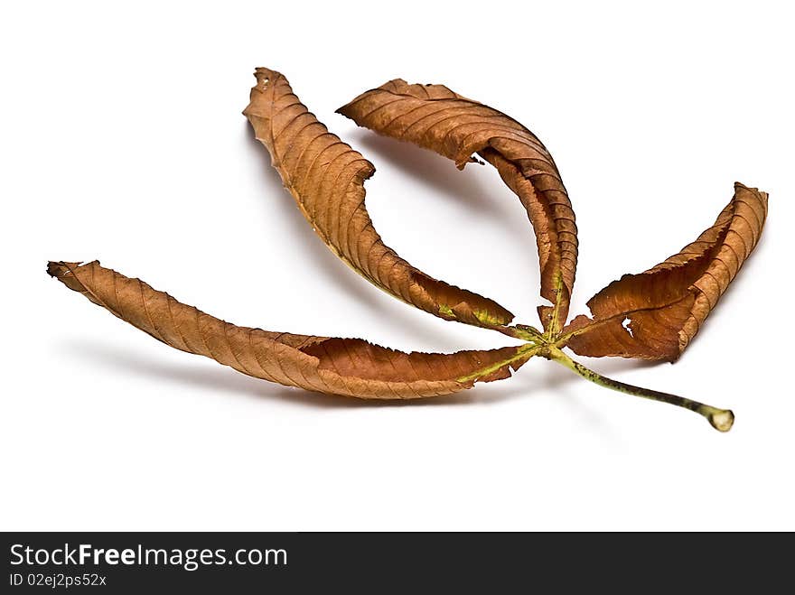 Brown leaf isolated on a white background. Brown leaf isolated on a white background.