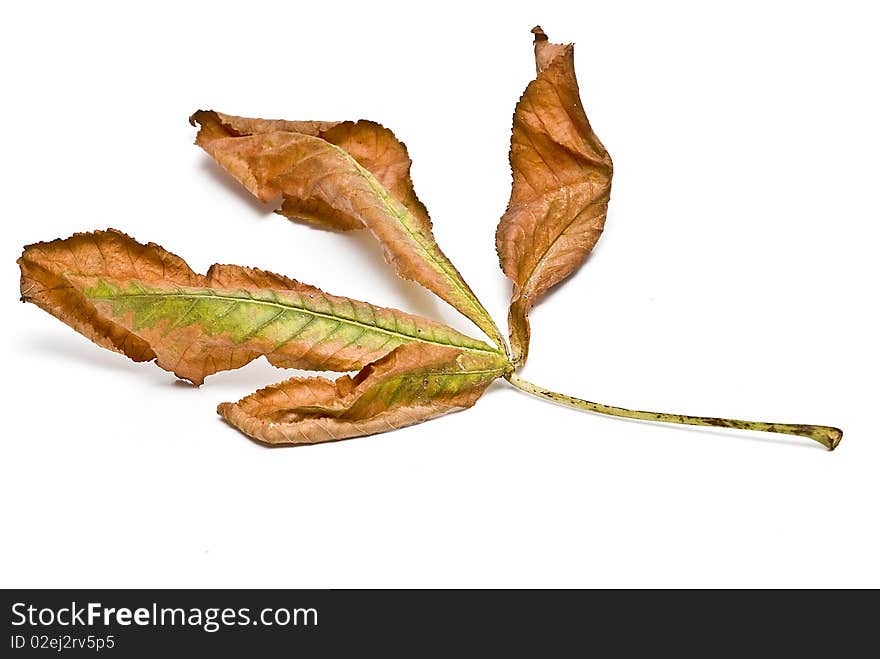 Brown and green leaf isolated on a white background. Brown and green leaf isolated on a white background.