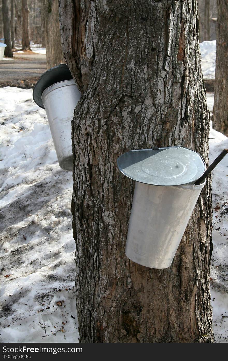 Collecting sap from a maple tree for maple syrup. Collecting sap from a maple tree for maple syrup