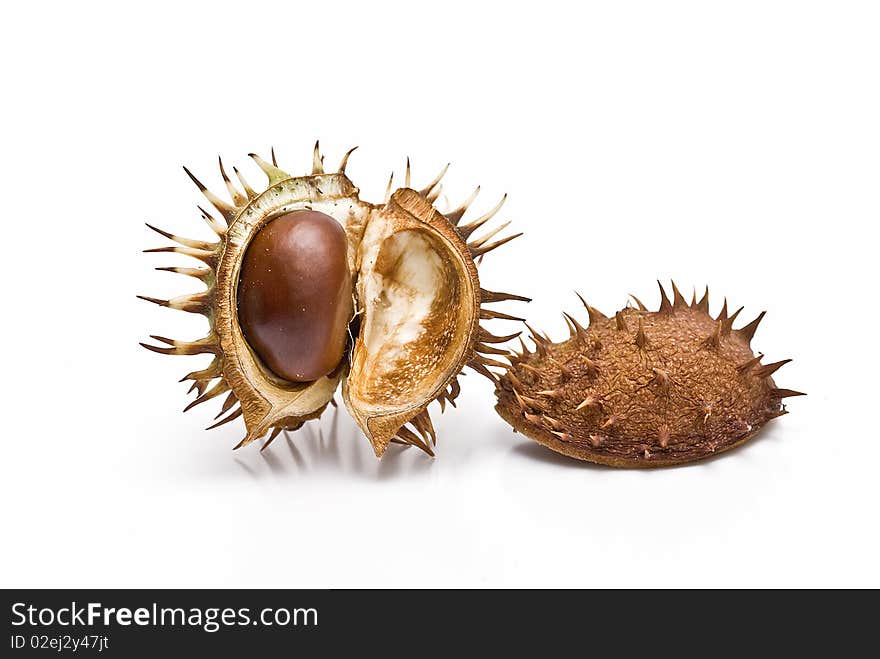 Chestnuts in its capsule isolated on a white background. Chestnuts in its capsule isolated on a white background.