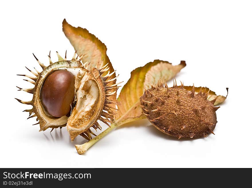 Chestnuts in its capsule with a leaf.