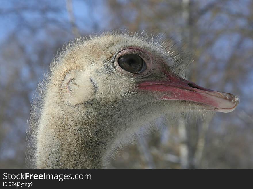 Ostrich in the winter zoo. Ostrich in the winter zoo