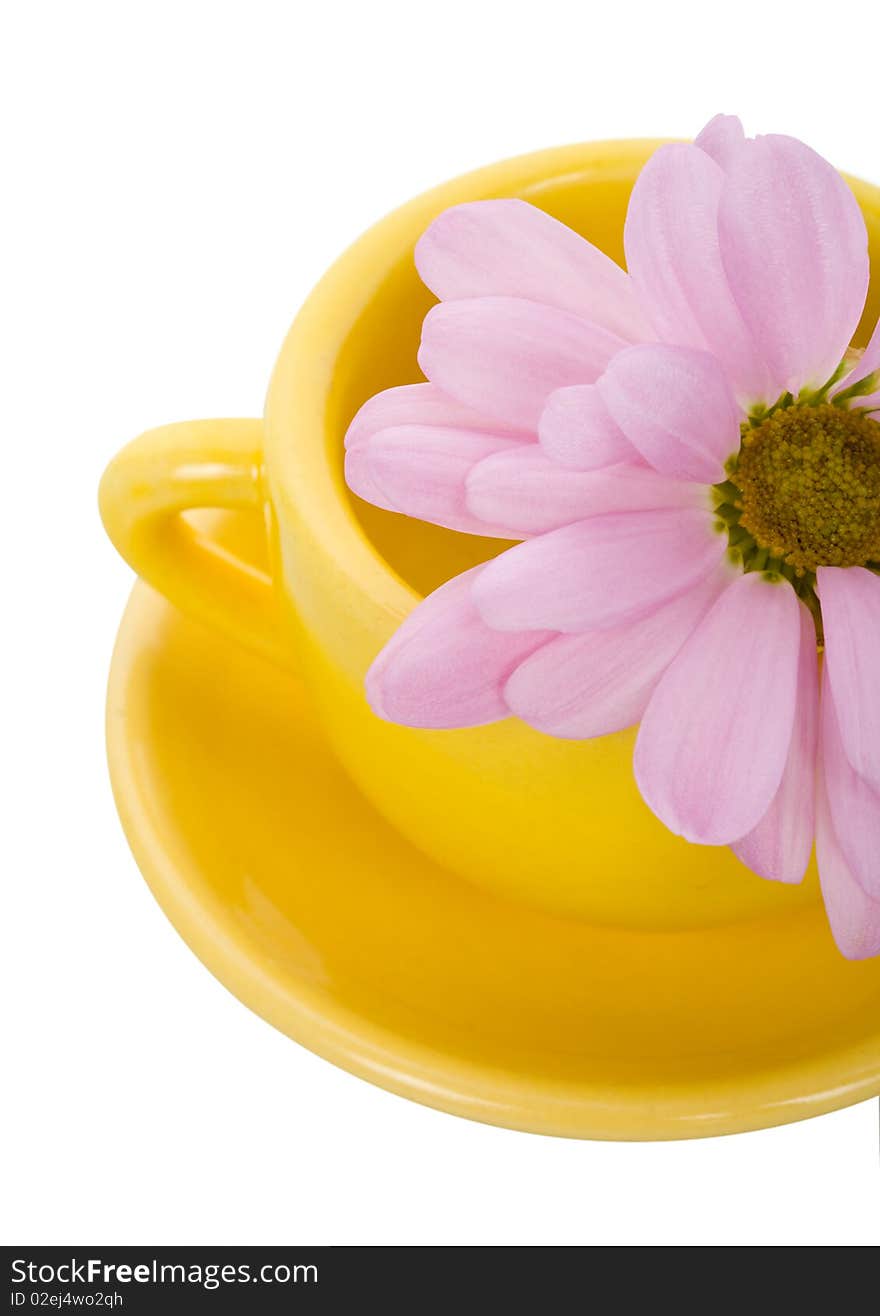 Yellow cup and chrysanthemum