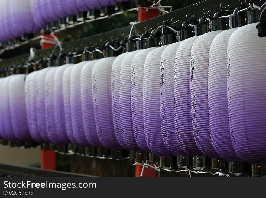 Japanese lanterns hanging from a tree.  They are purple in color and are used for decoration. Japanese lanterns hanging from a tree.  They are purple in color and are used for decoration.