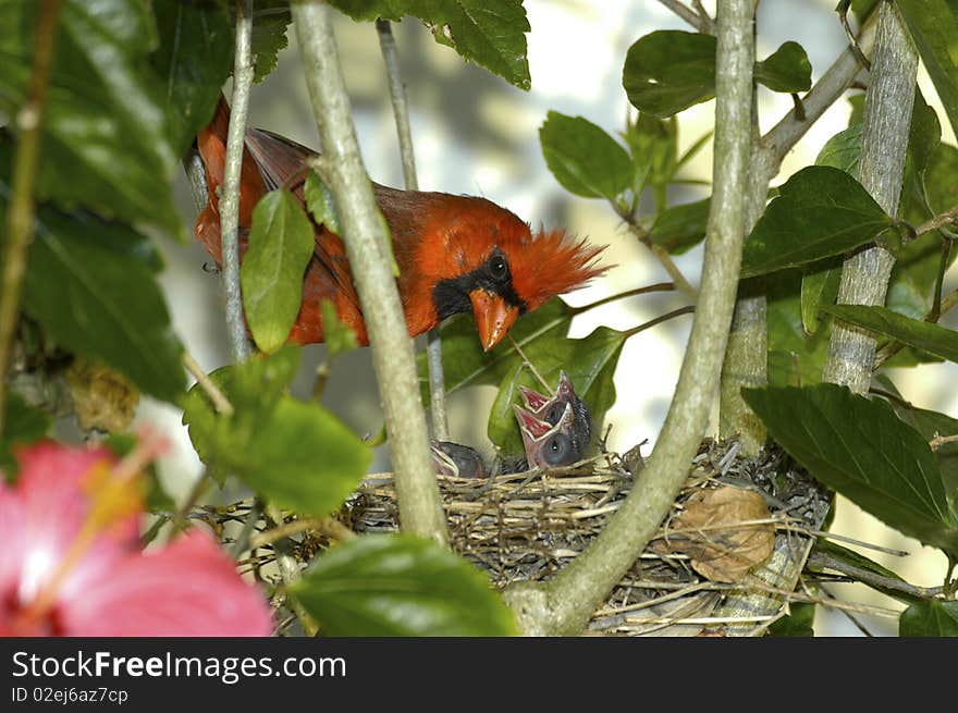 Cardinal And Chicks