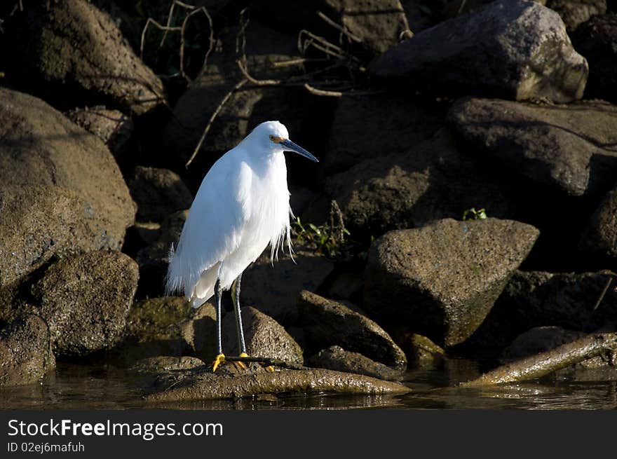 Snowy Egret on rocky river bank on northern california