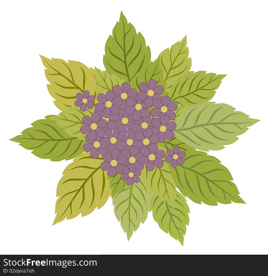 Drawing of purple wild flower and leaves in a white background