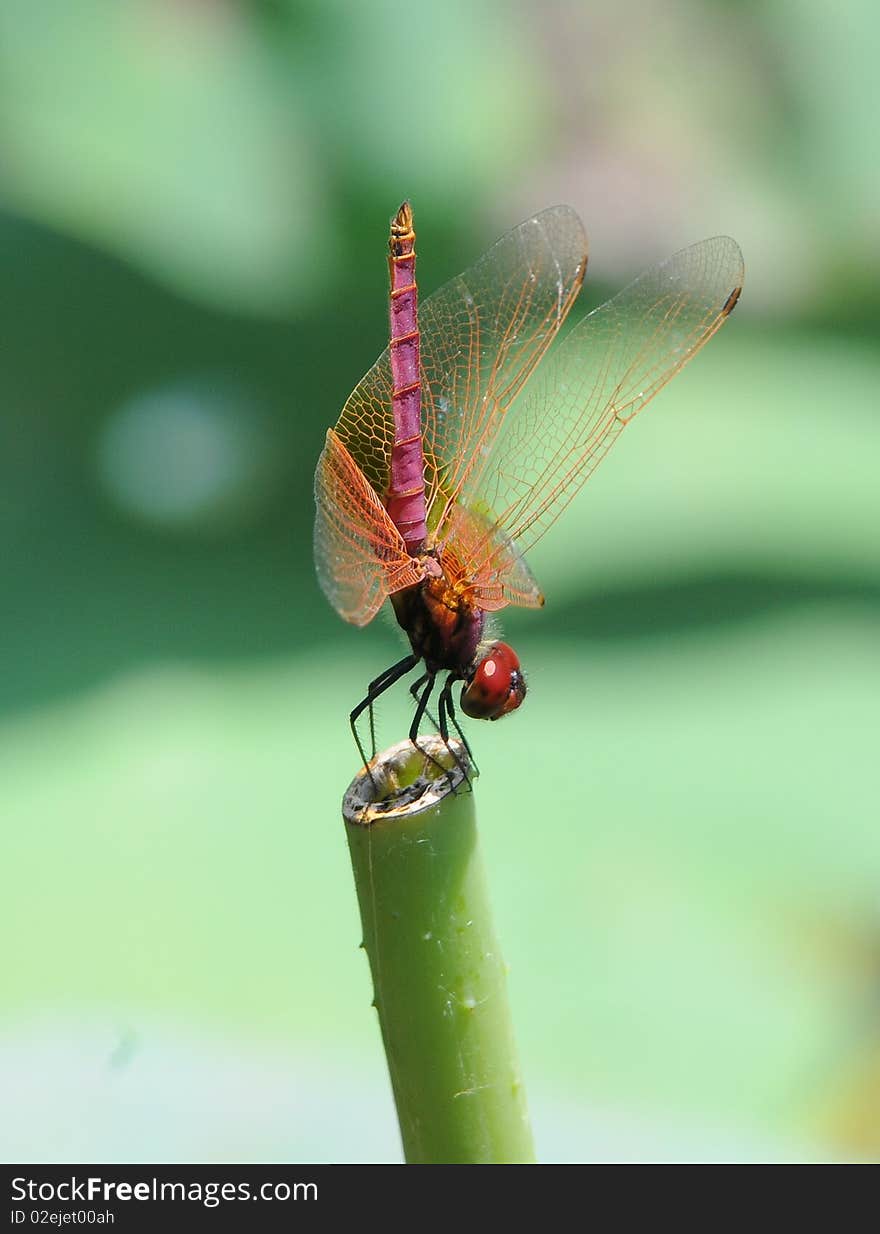 Dragonfly